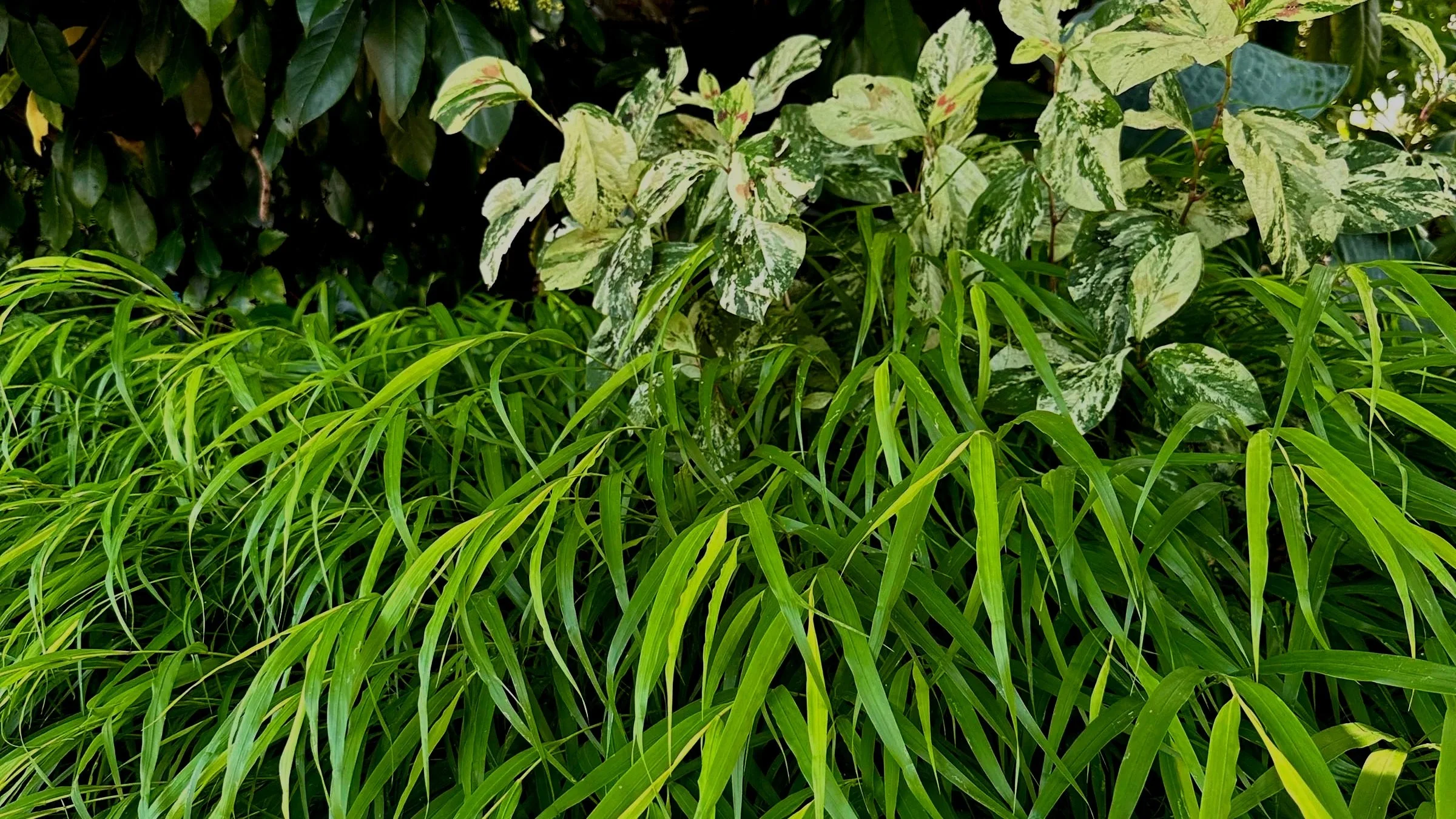 Shady Characters - Grasses