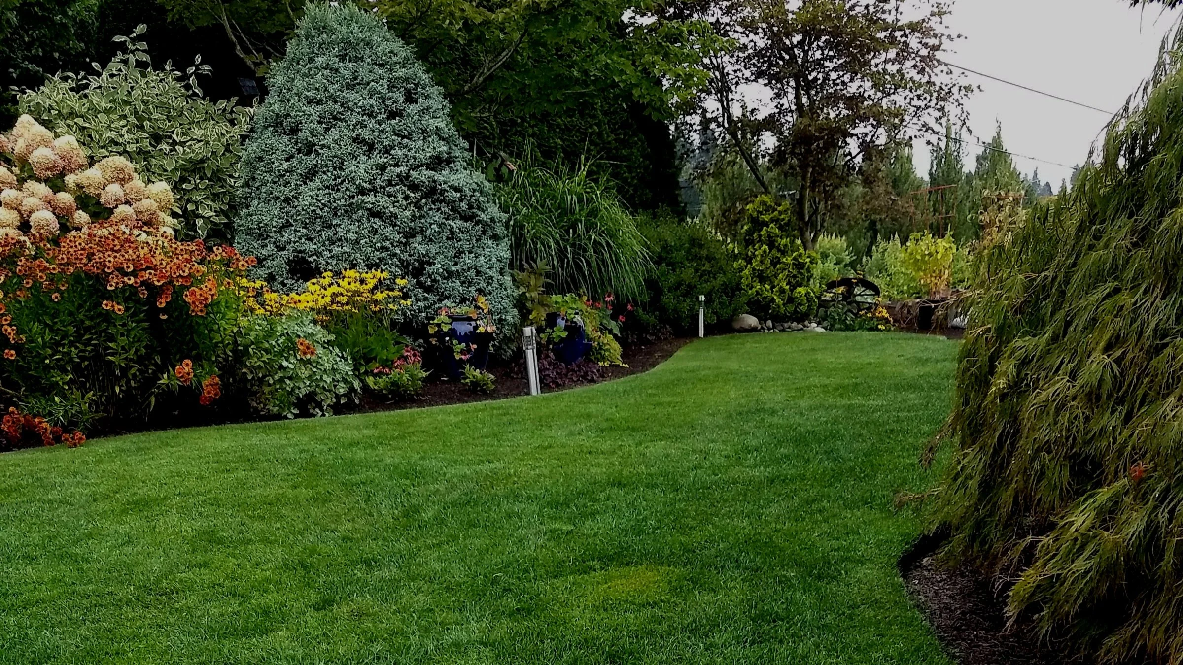 Your Lawn Needs Help!