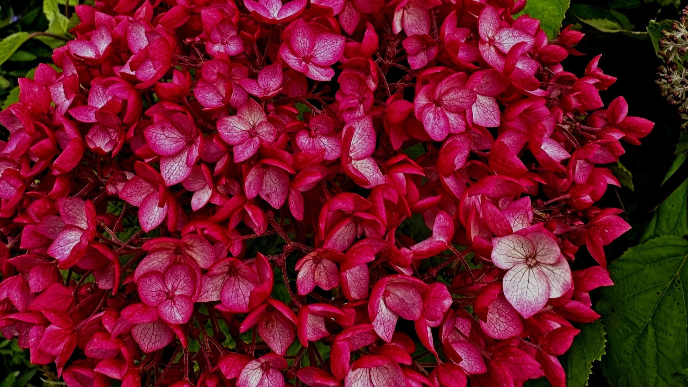 New Treasures for the Landscape