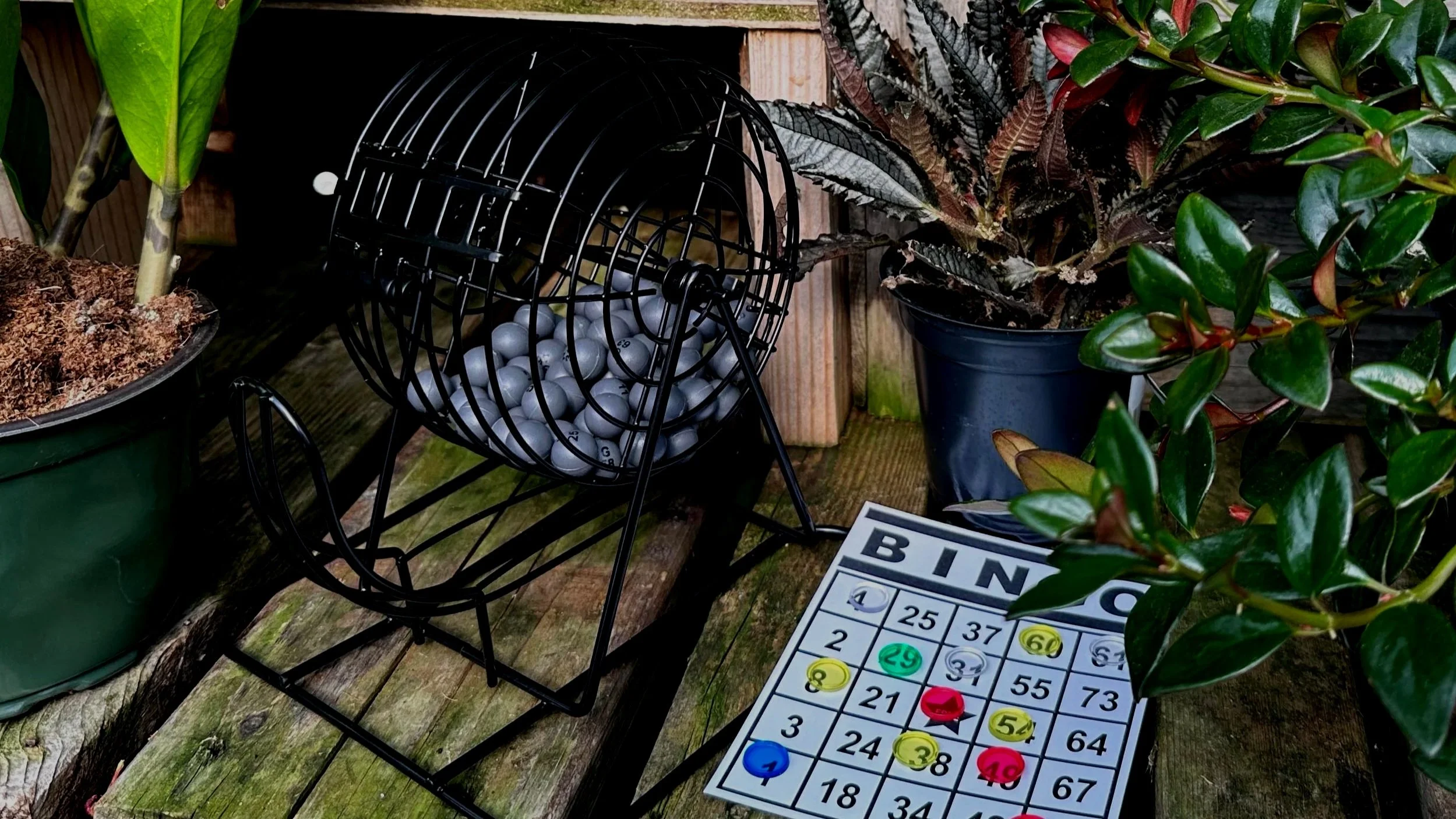 Plant Bingo