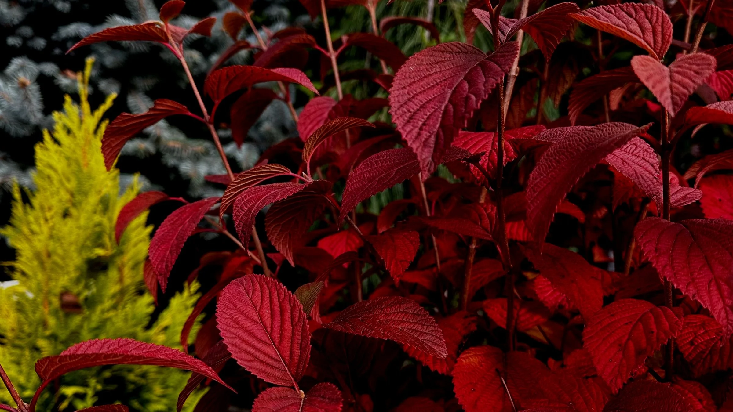Vibrant Viburnums