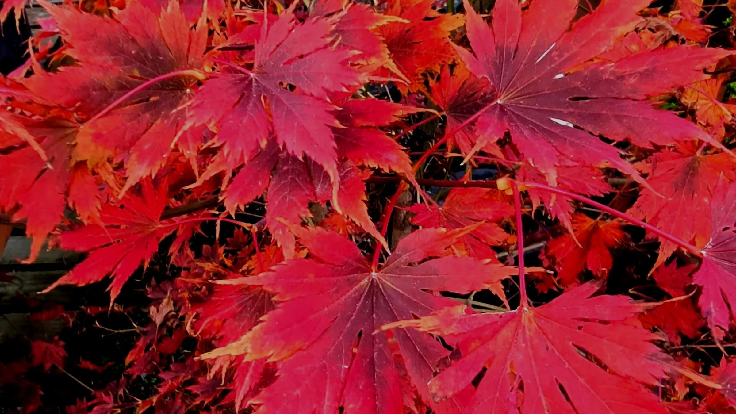 Japanese Maple Mania