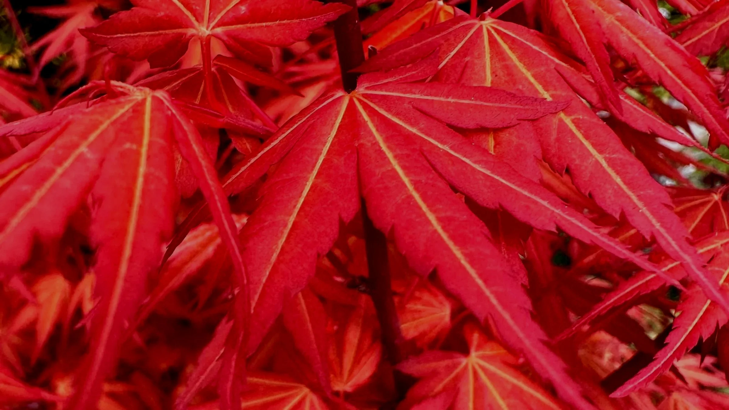 More Japanese Maple Mania