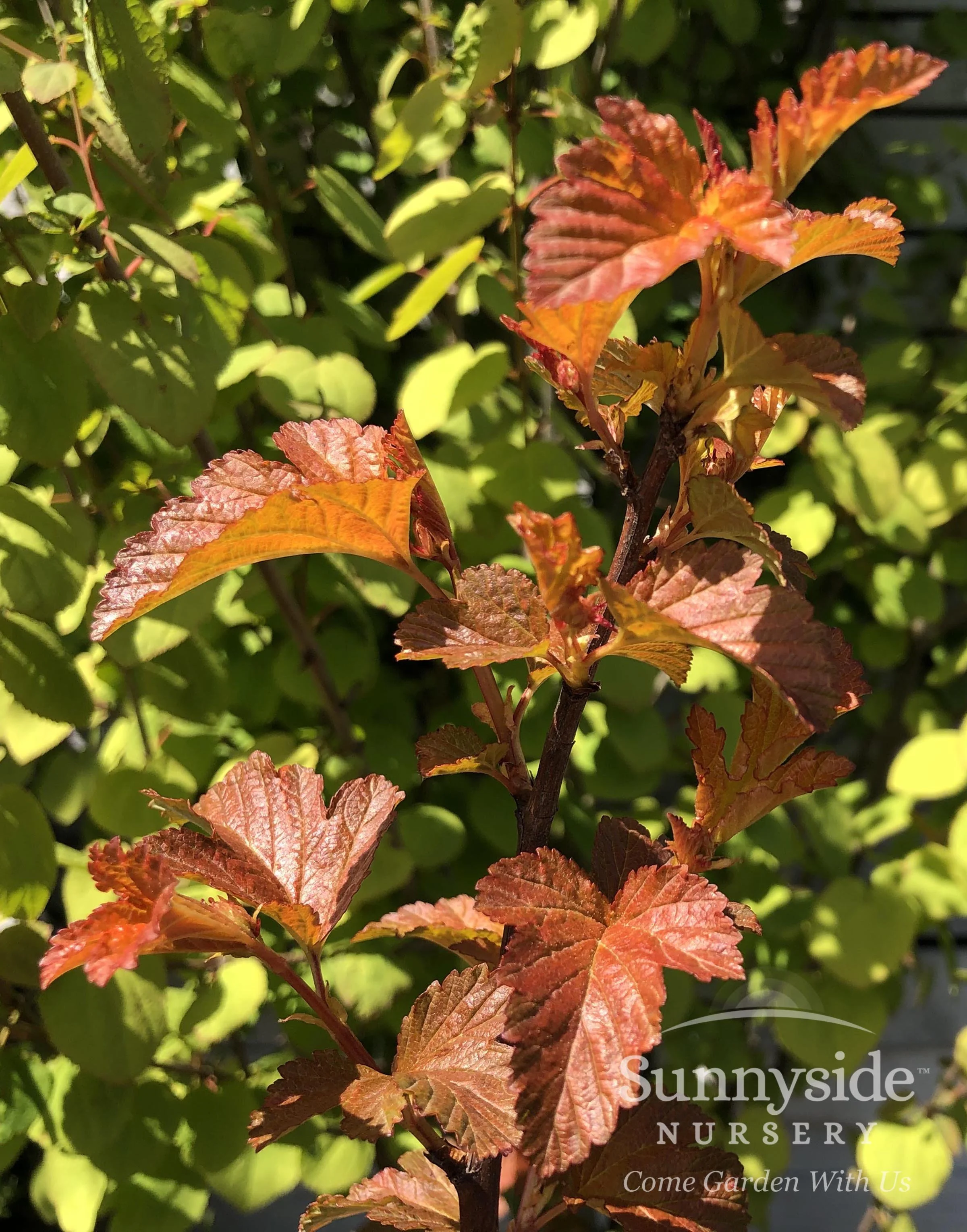 Modern Ninebarks for Flower and Foliage — Sunnyside Nursery