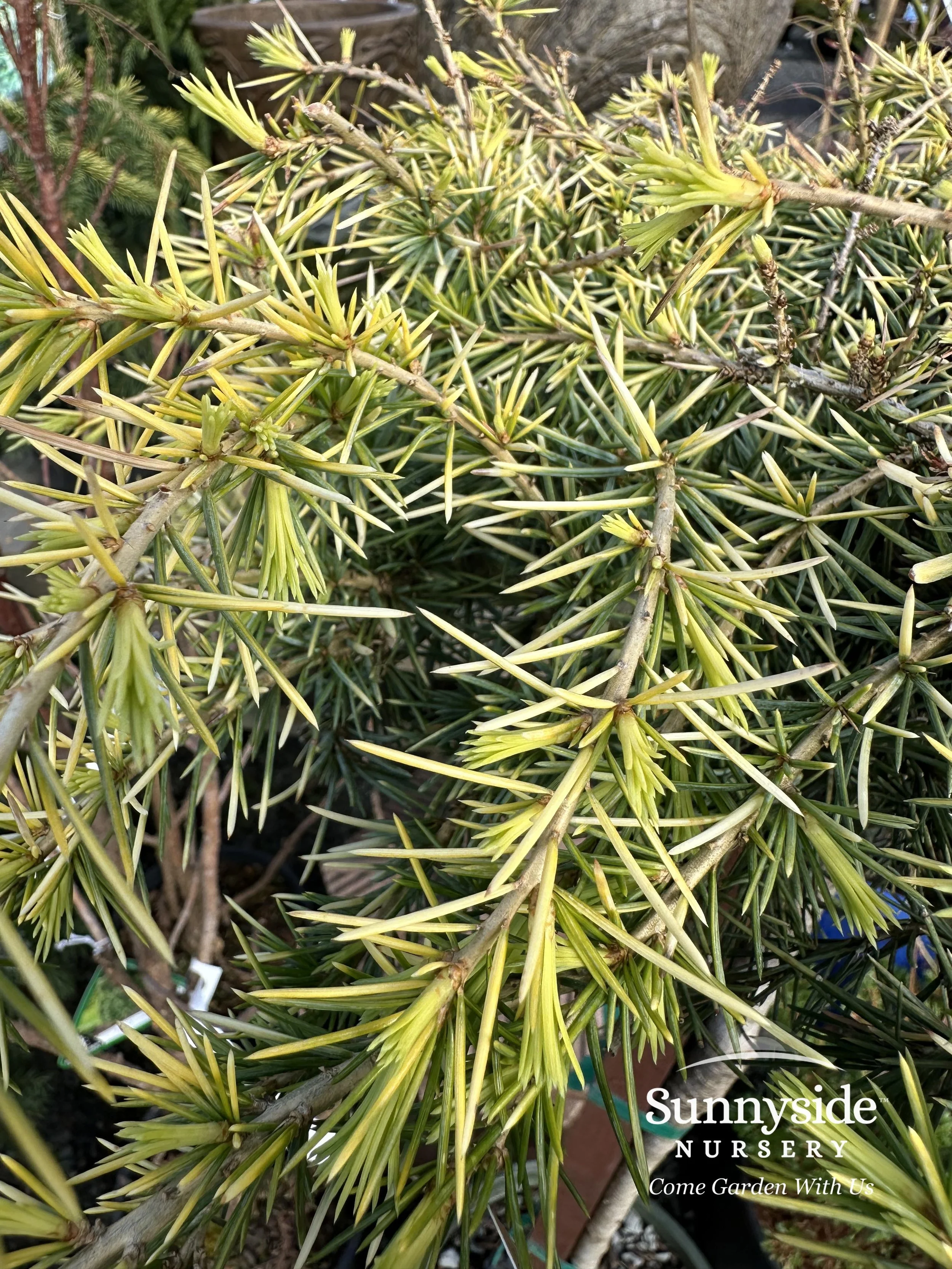 Cedrus — Sunnyside Nursery