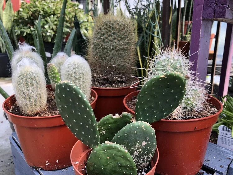 High Light Houseplants — Sunnyside Nursery