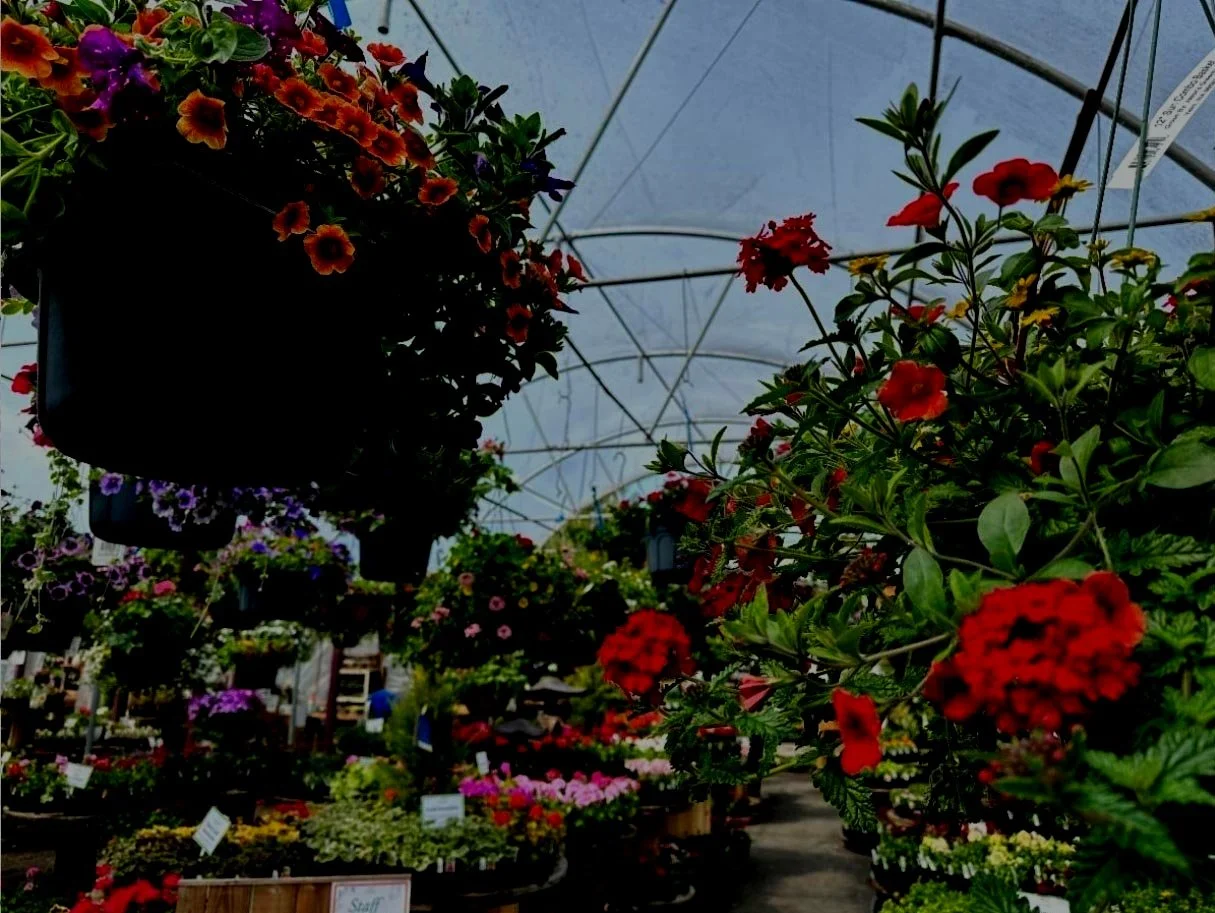 hanging baskets 2023.jpg