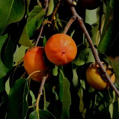 Persimmon Prairie Dawn - Northwoods Nursery.jpg