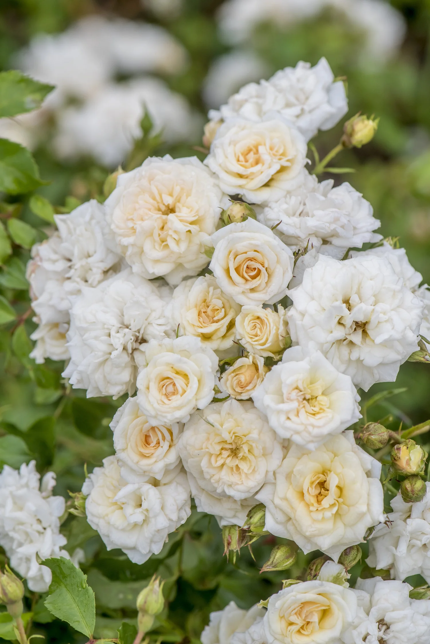 Brand New 2026 Roses — Sunnyside Nursery