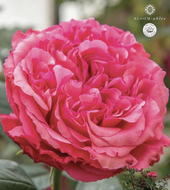 Brand New 2025 Roses — Sunnyside Nursery