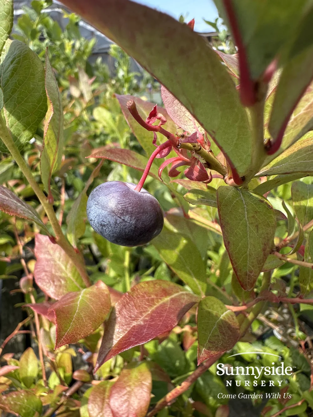 Blueberries — Sunnyside Nursery