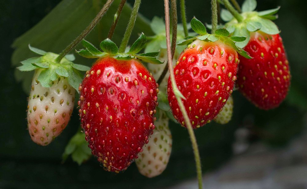 Strawberries — Sunnyside Nursery