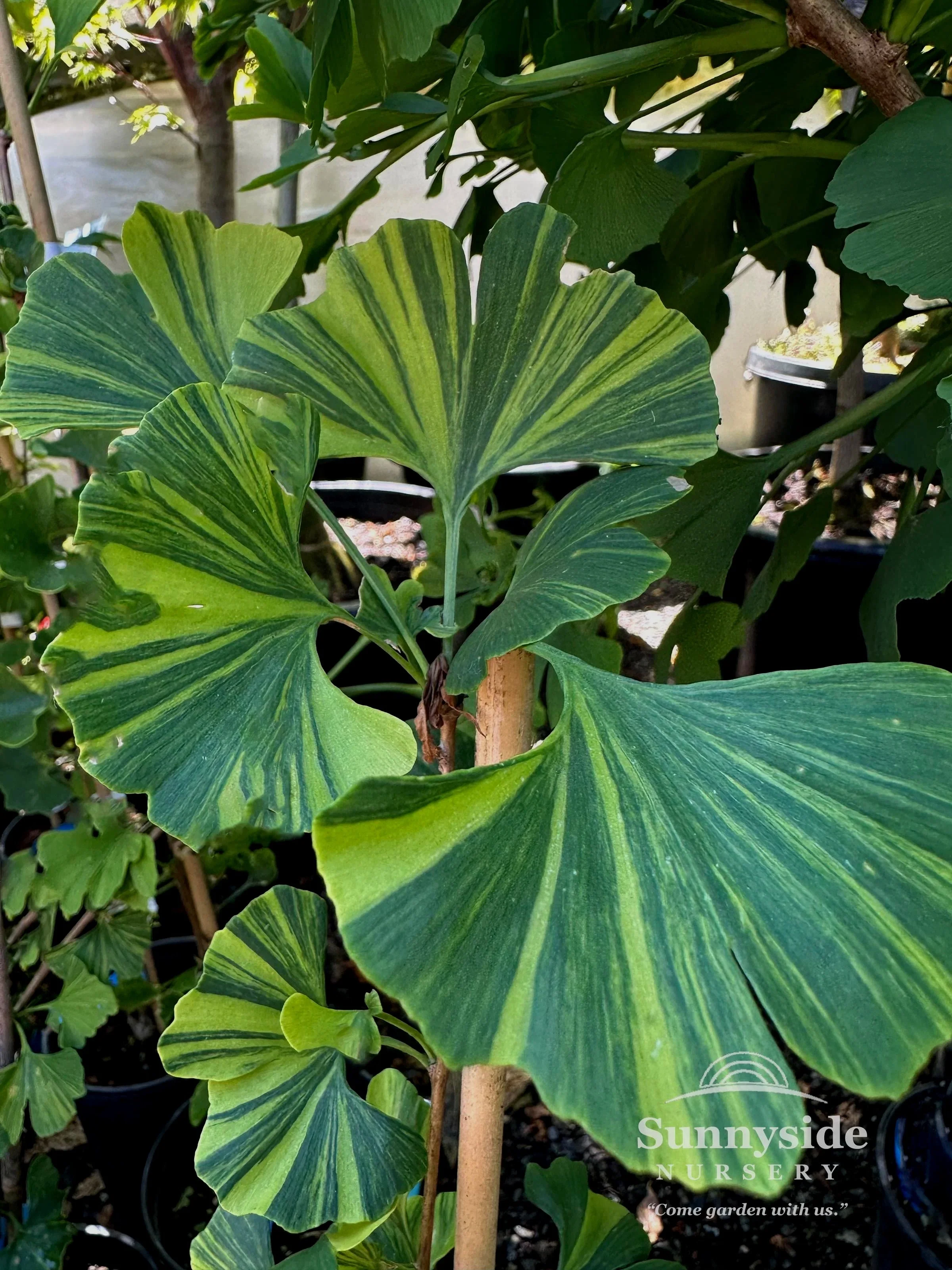 WM Ginkgo biloba ‘Buchholz Variegated’ - Julia.jpg