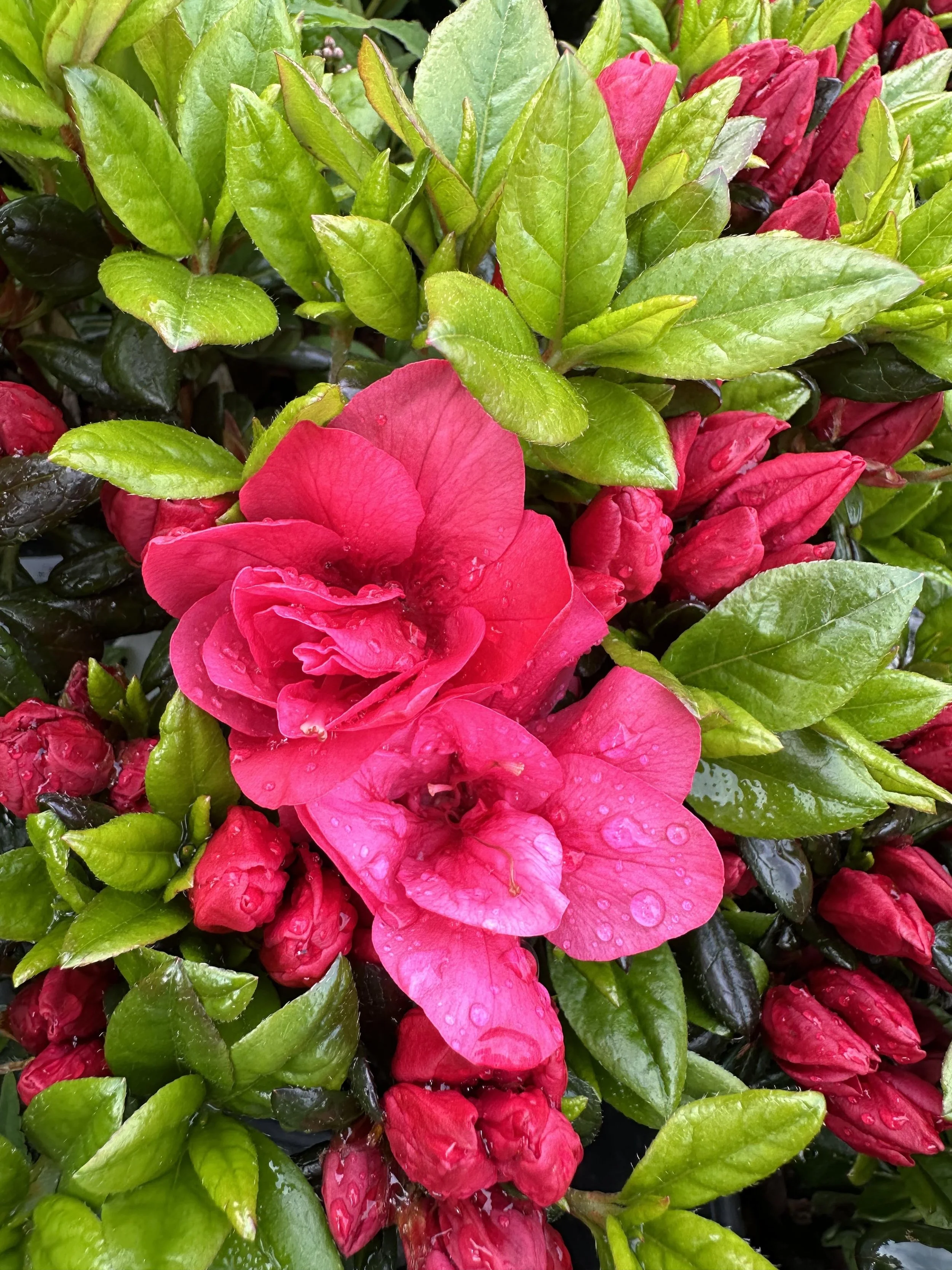 Red Evergreen Azaleas — Sunnyside Nursery