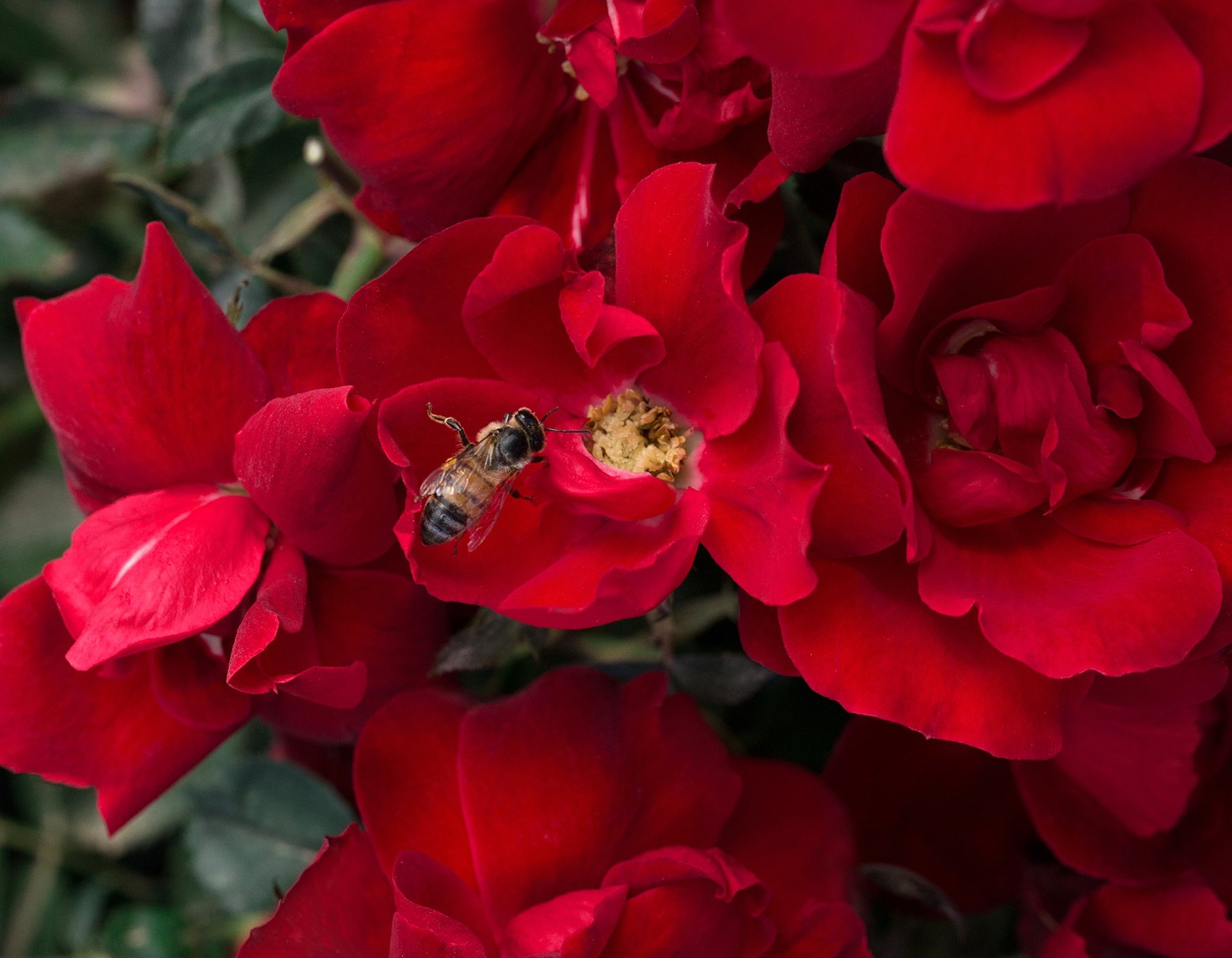 The Sweetheart Rose Has Delicate Pink Blooms With a Honeyed Fragrance