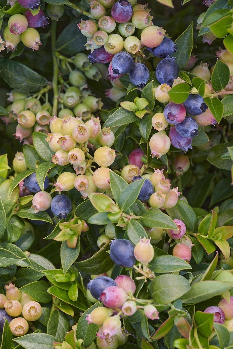 Vaccinium x ‘Bountiful Baby’