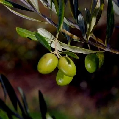 Olive Nikita's Jubilee - Northwoods Nursery.jpg