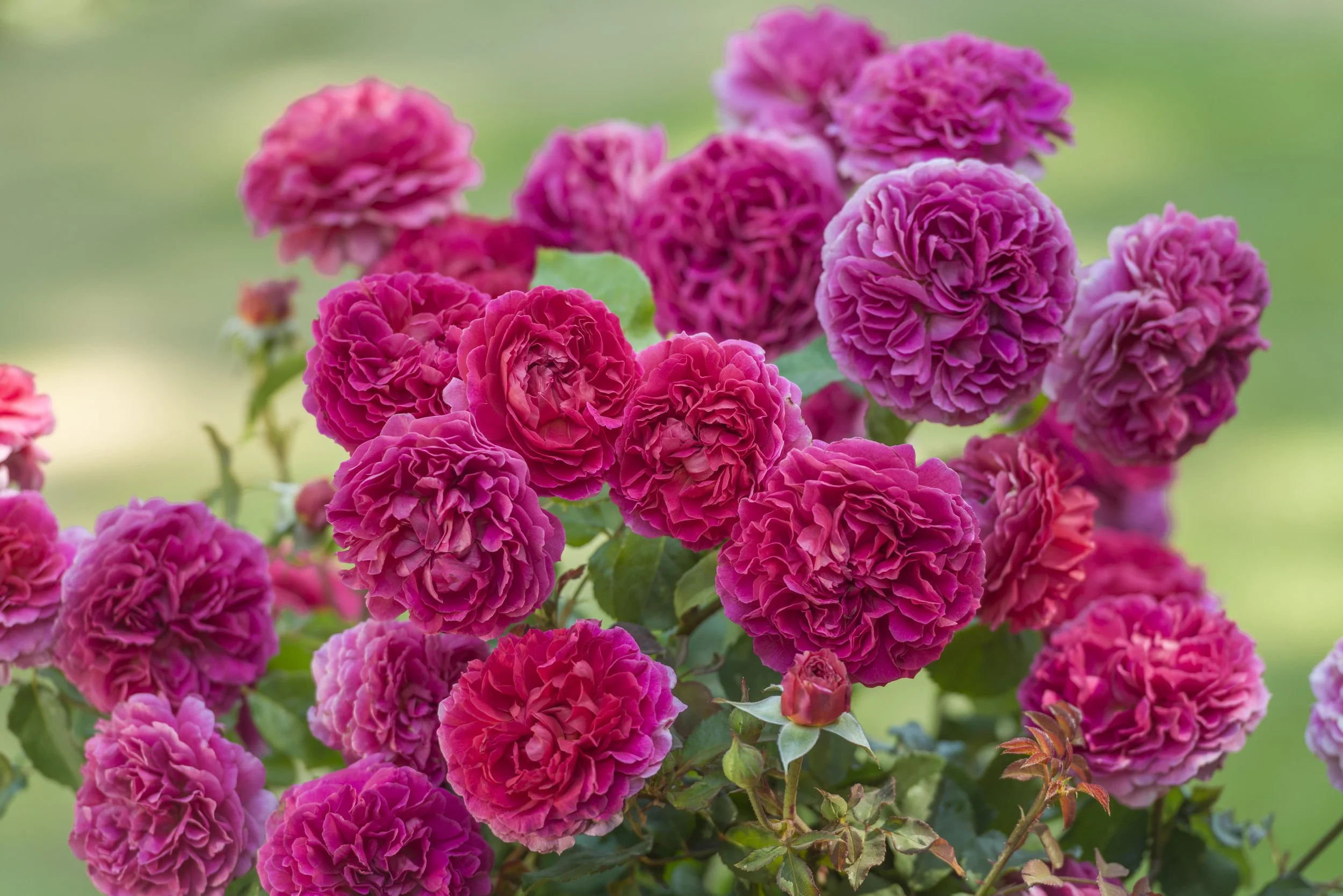 David Austin English Roses — Sunnyside Nursery