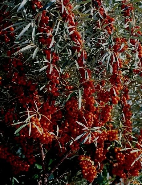 Sea Berry Radiant - Northwoods Nursery.jpg