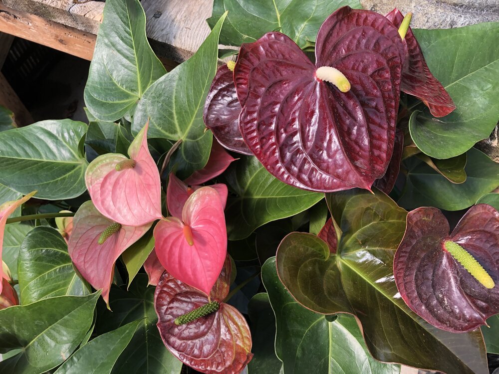 High Light Houseplants — Sunnyside Nursery