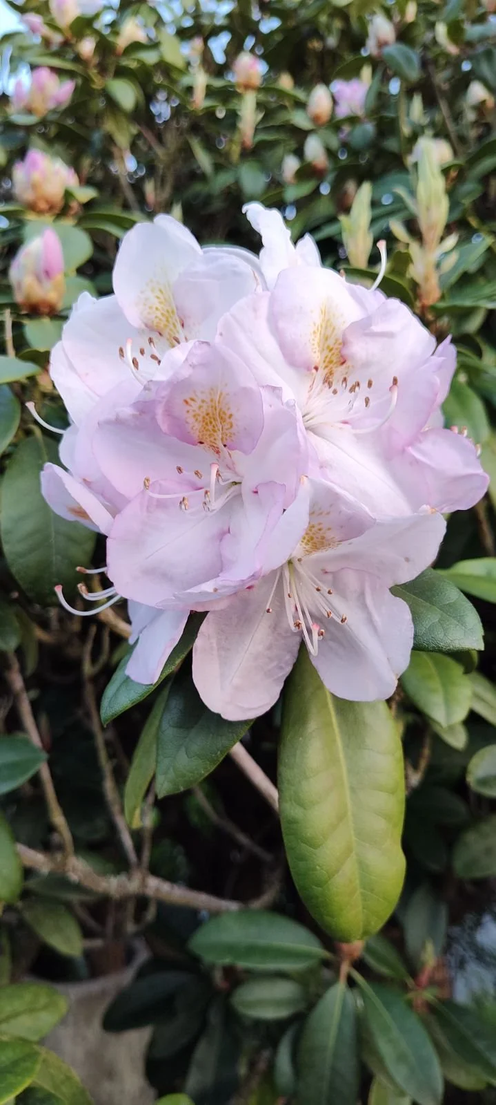 Rockin’ Out With Rhododendrons — Sunnyside Nursery