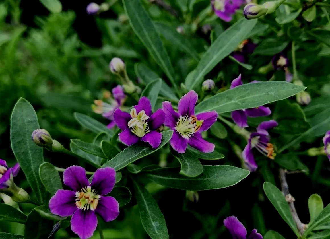 Goji berry - Youngblood nursery.jpg