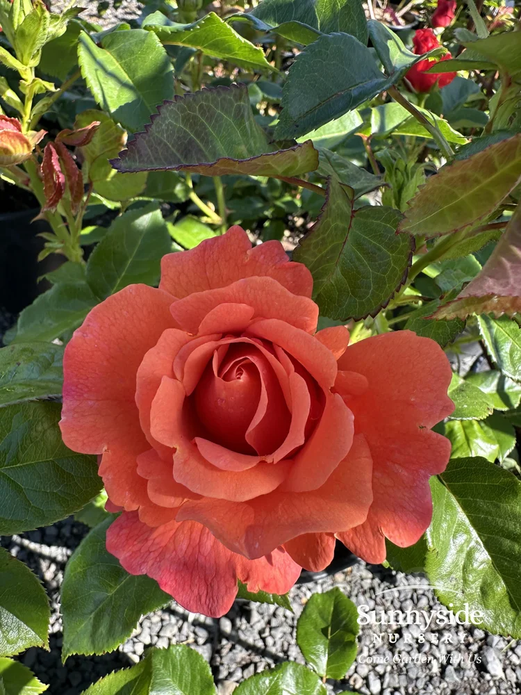 Floribunda Roses — Sunnyside Nursery
