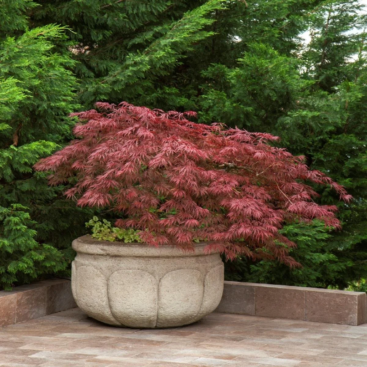 LaceLeaf Japanese Maples — Sunnyside Nursery