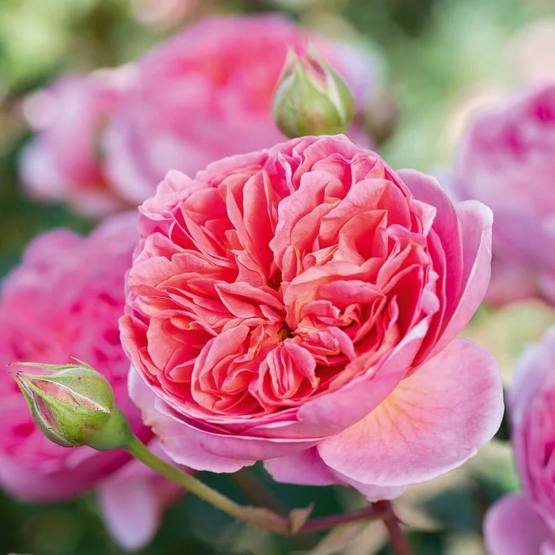 David Austin Rosen Sorten | Englische Rosen: Die 15 schönsten Sorten ...