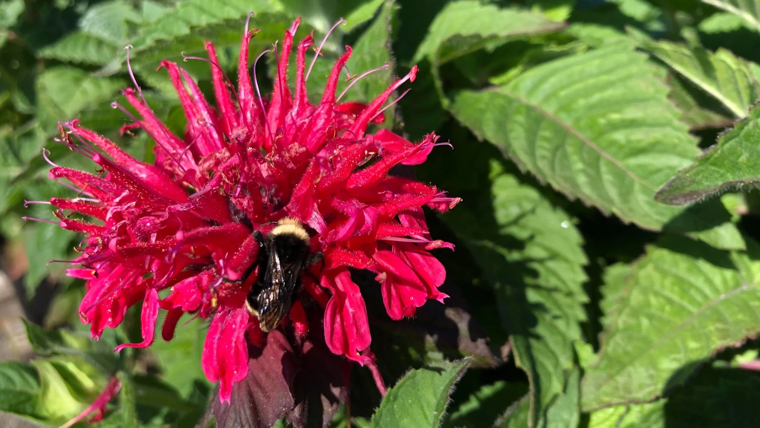 Image of bee balm planted near lime tree