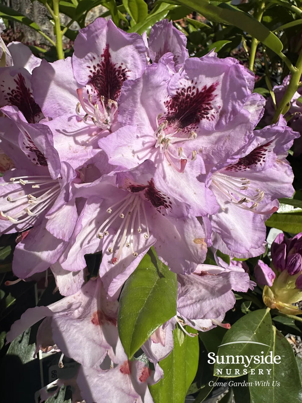 Blue & Purple Rhododendrons — Sunnyside Nursery