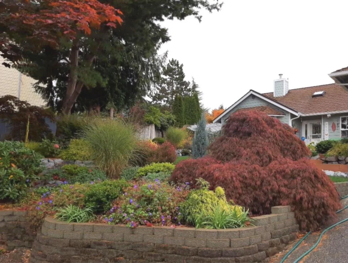 Maple In Spring Japanese Maples for Spring Color — Sunnyside Nursery