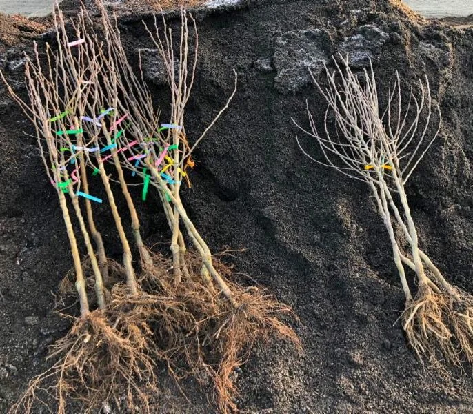 The 2022 Gardening Season Has Begun Bare Root Fruit Trees & Roses