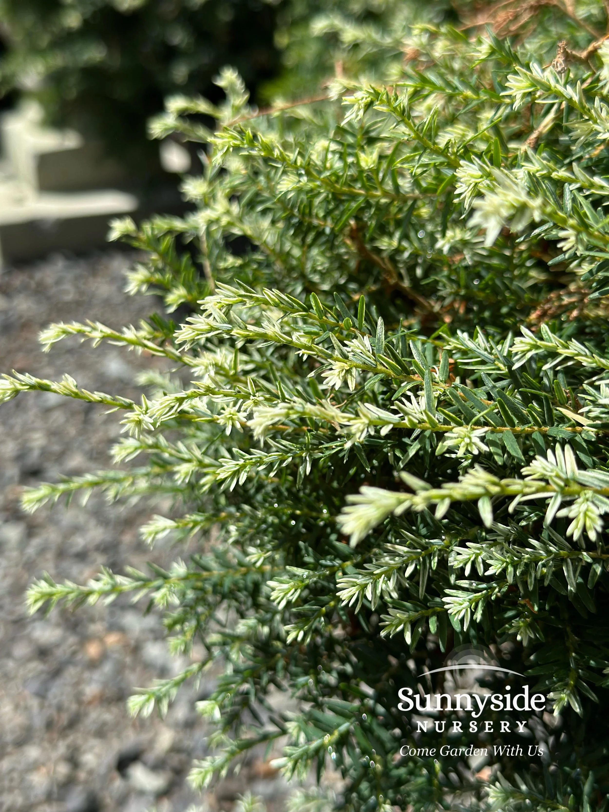 Tsuga Canadensis Gentsch White