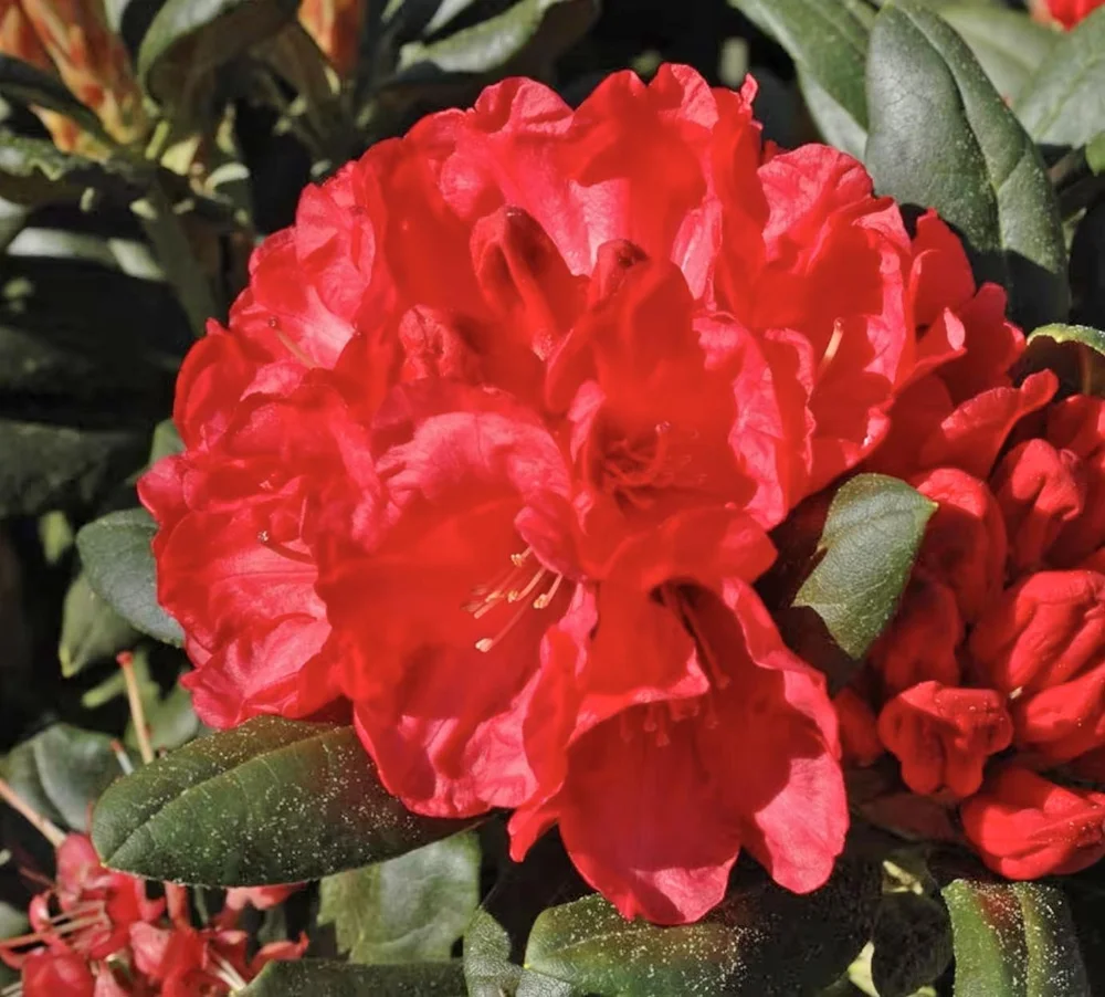 Red Rhododendrons — Sunnyside Nursery