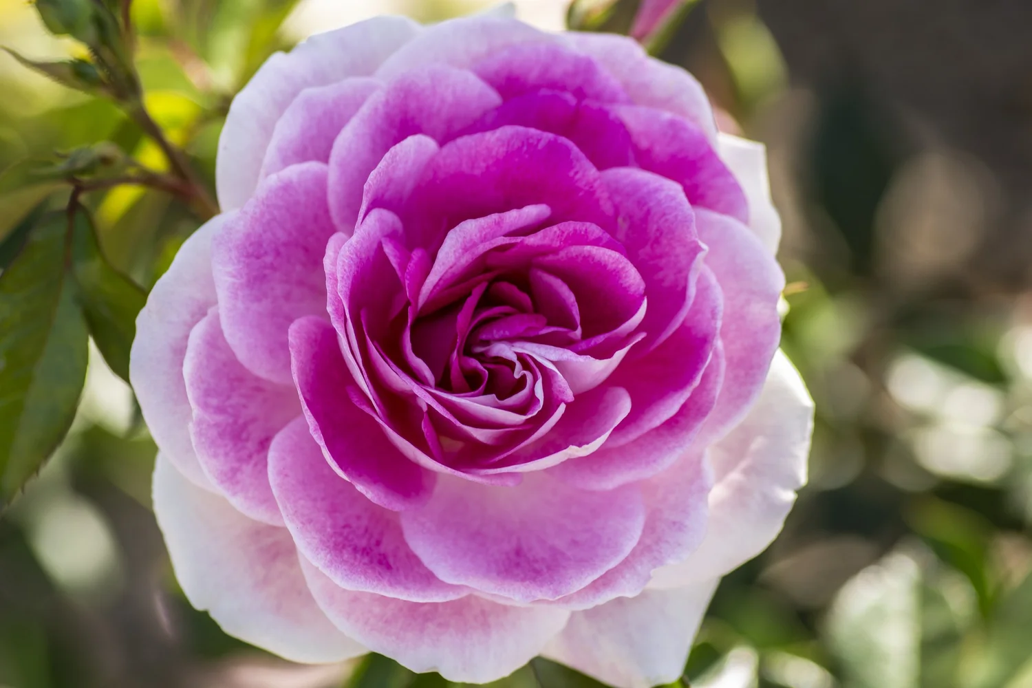 Floribunda Roses — Sunnyside Nursery