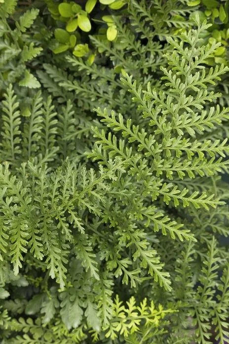 are ferns poisonous to pets
