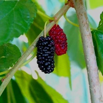 Mulberry Early Bird - Northwoods Nursery.jpg