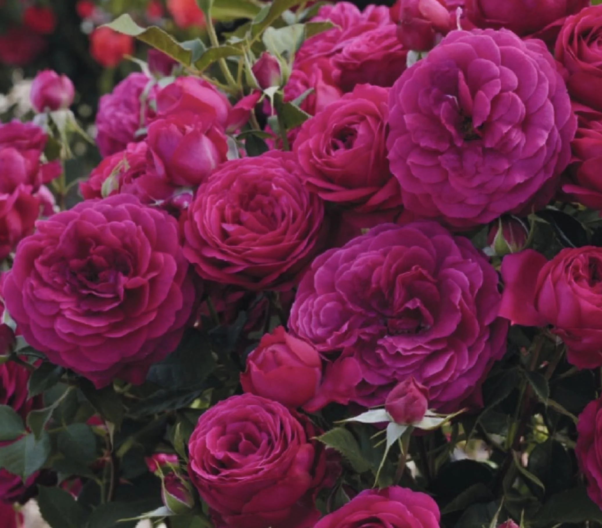 Celestial Night - Weeks Roses.jpg