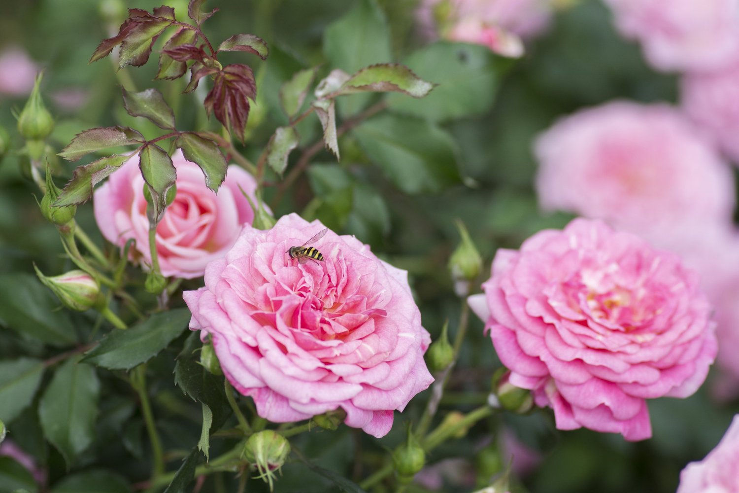 Shrub Roses — Sunnyside Nursery