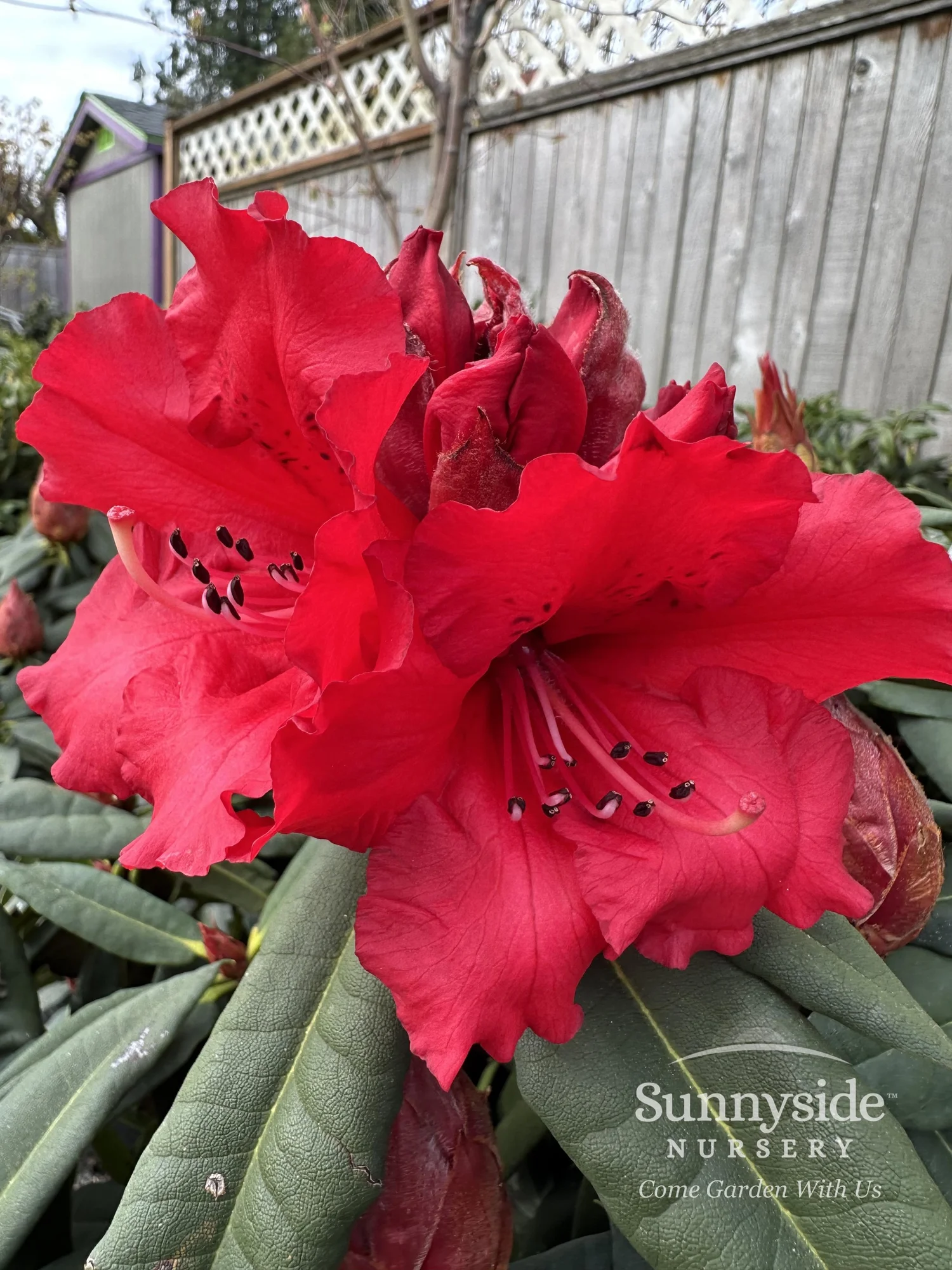 Red Rhododendrons — Sunnyside Nursery