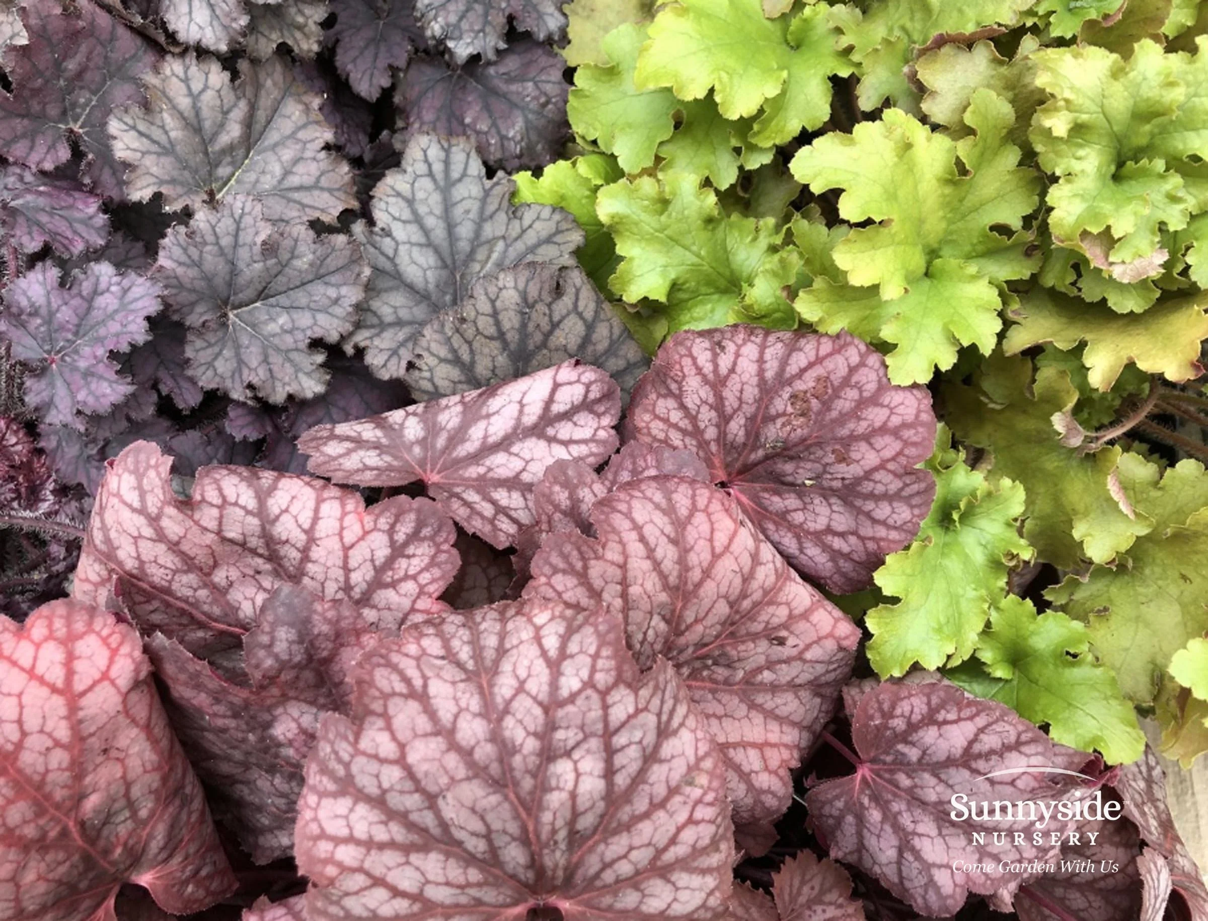 Perennials — Sunnyside Nursery