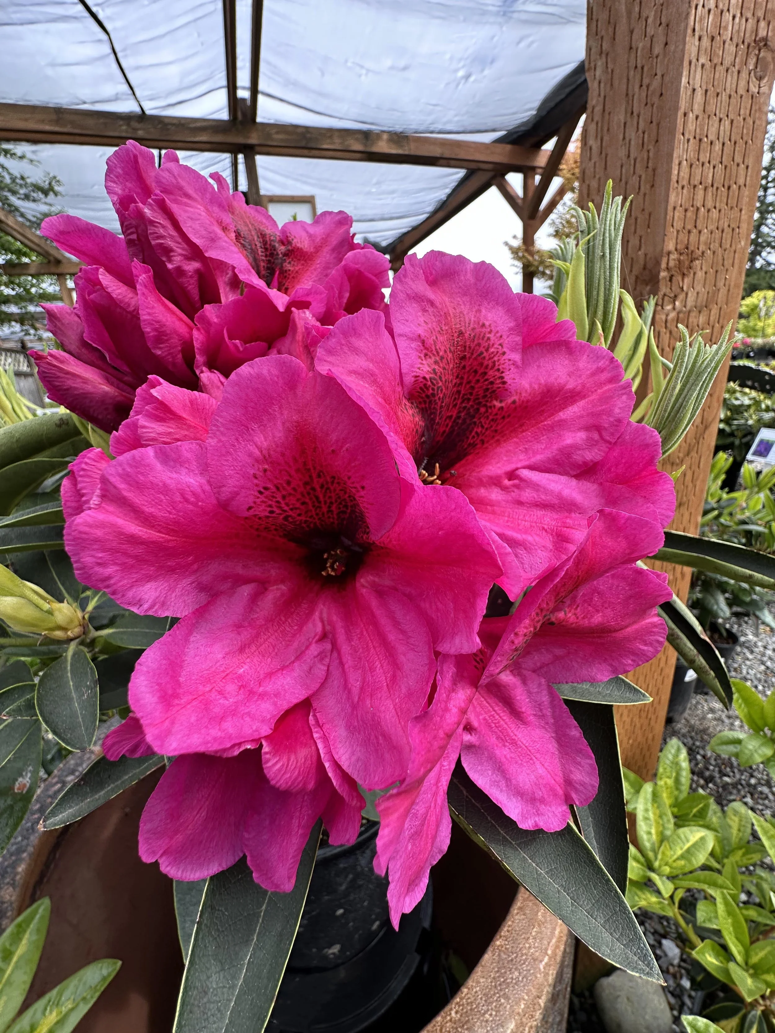 Red Rhododendrons — Sunnyside Nursery