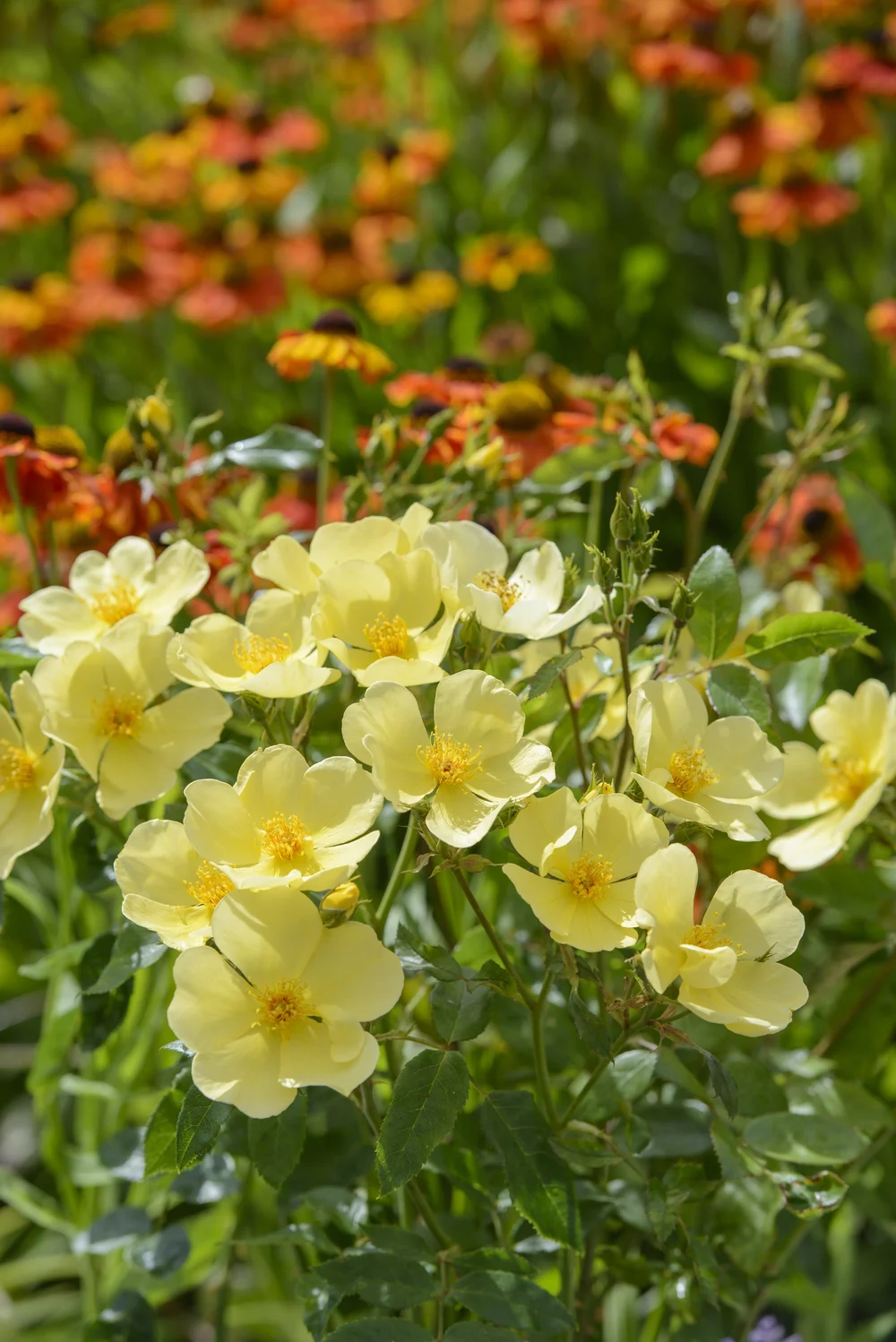 Brand New 2025 Roses — Sunnyside Nursery