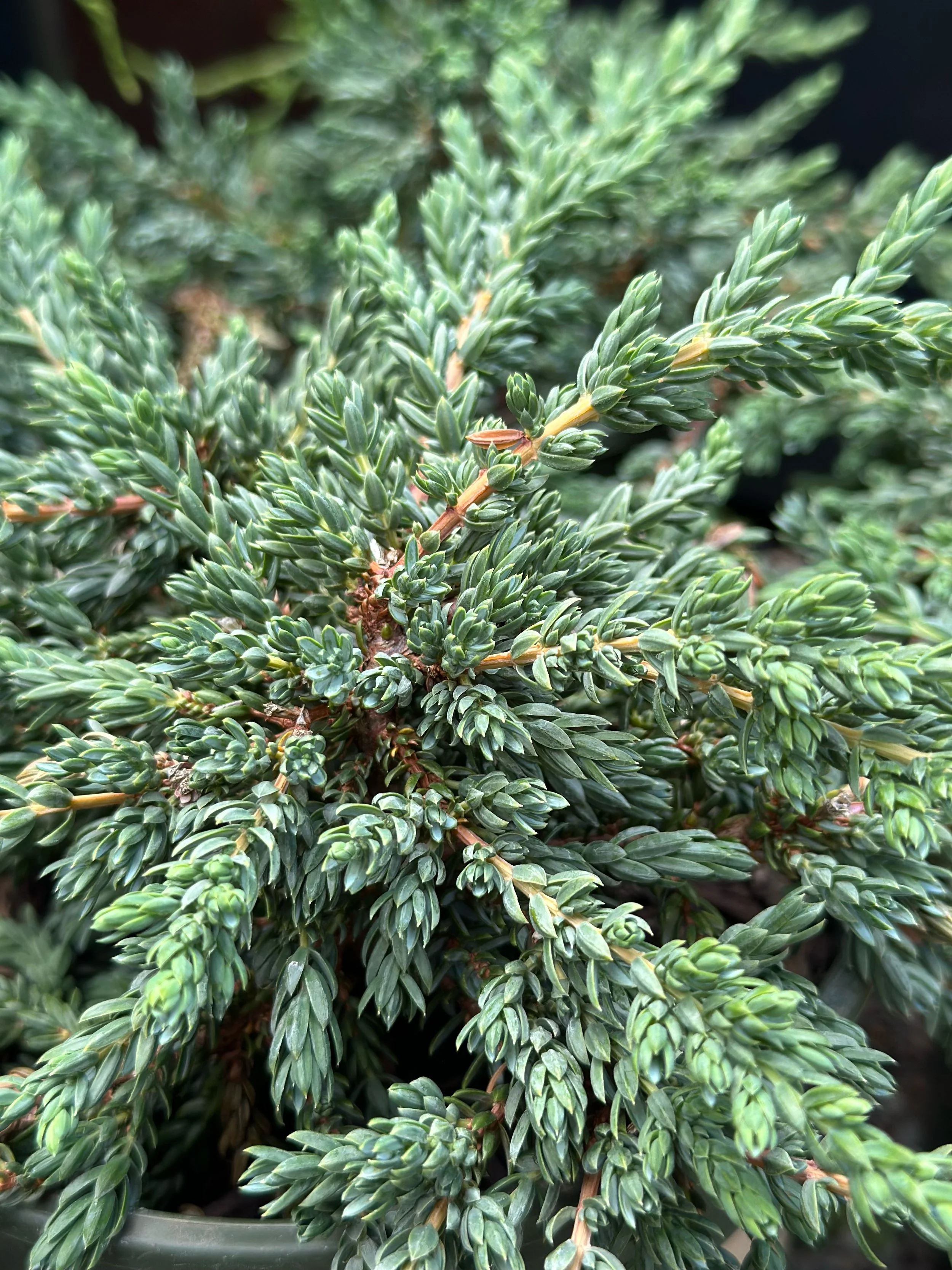 Juniperus — Sunnyside Nursery