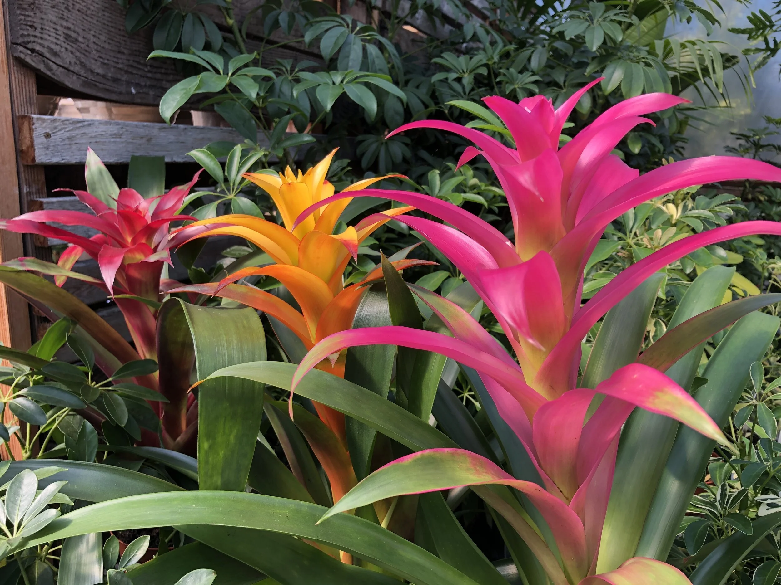 High Light Houseplants — Sunnyside Nursery