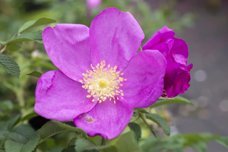 Rugosa Roses — Sunnyside Nursery