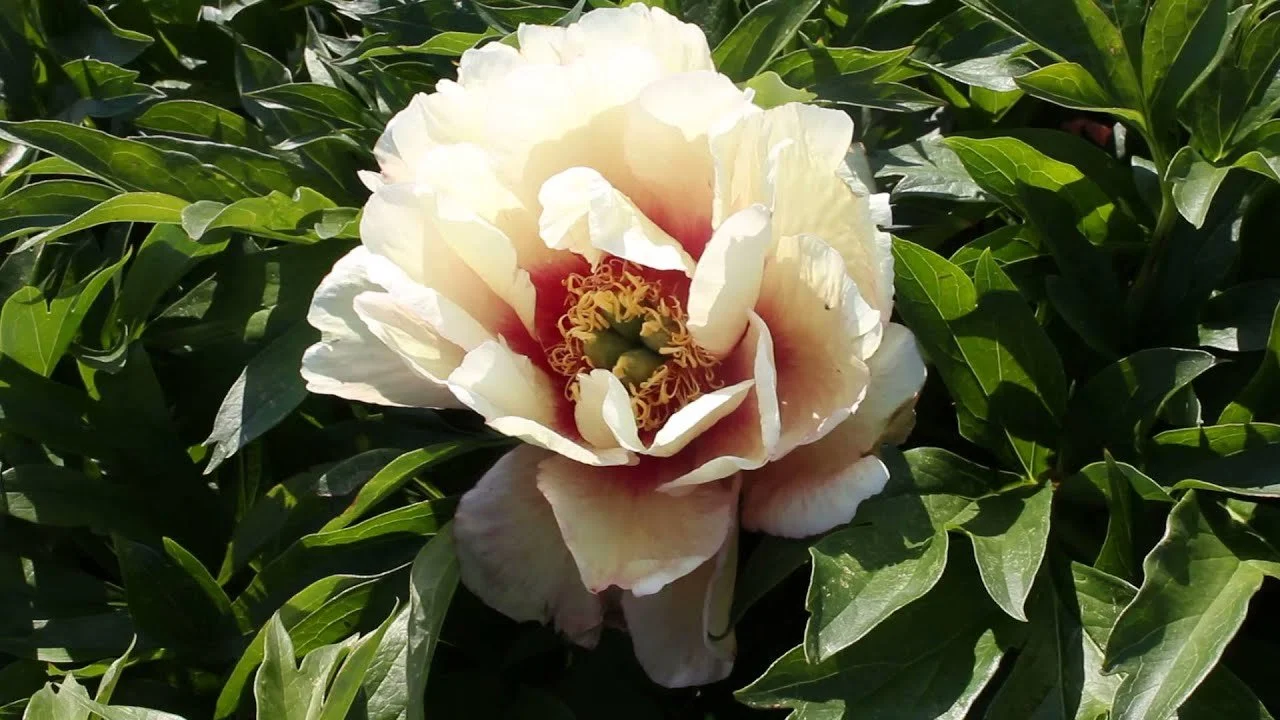Peonies Sunnyside Nursery