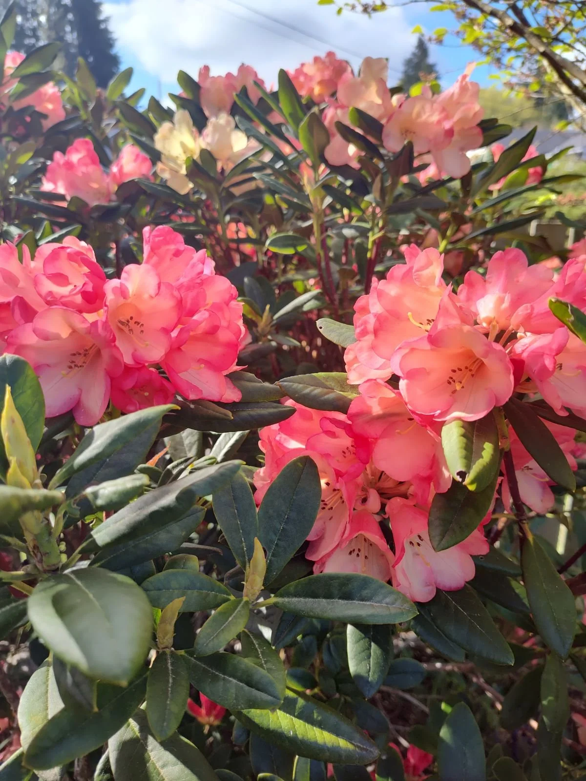 Rockin’ Out With Rhododendrons — Sunnyside Nursery