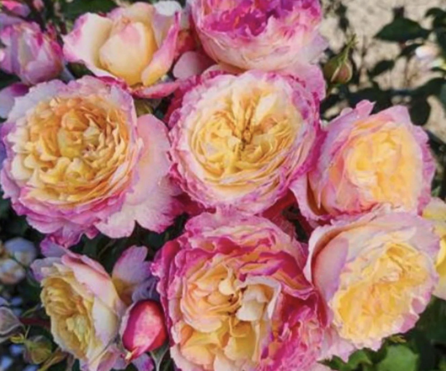 Brand New 2026 Roses — Sunnyside Nursery